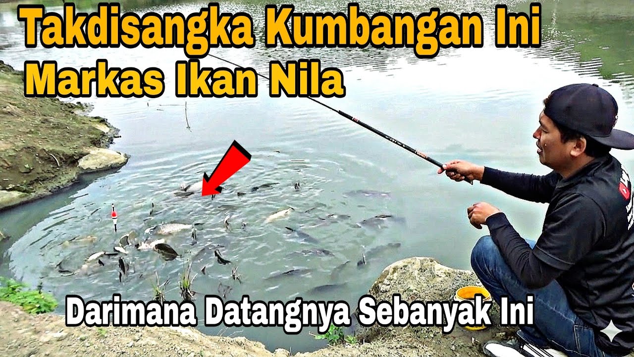 Tak Kusangka! Mancing DiKumbangan Pinggir Sungai Ini Jadi Markas Ikan Nila Babon