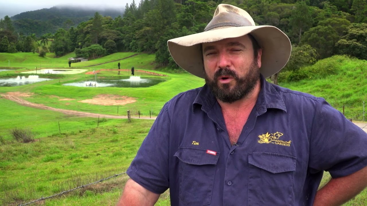 Barramundi Gold   Far North Queensland