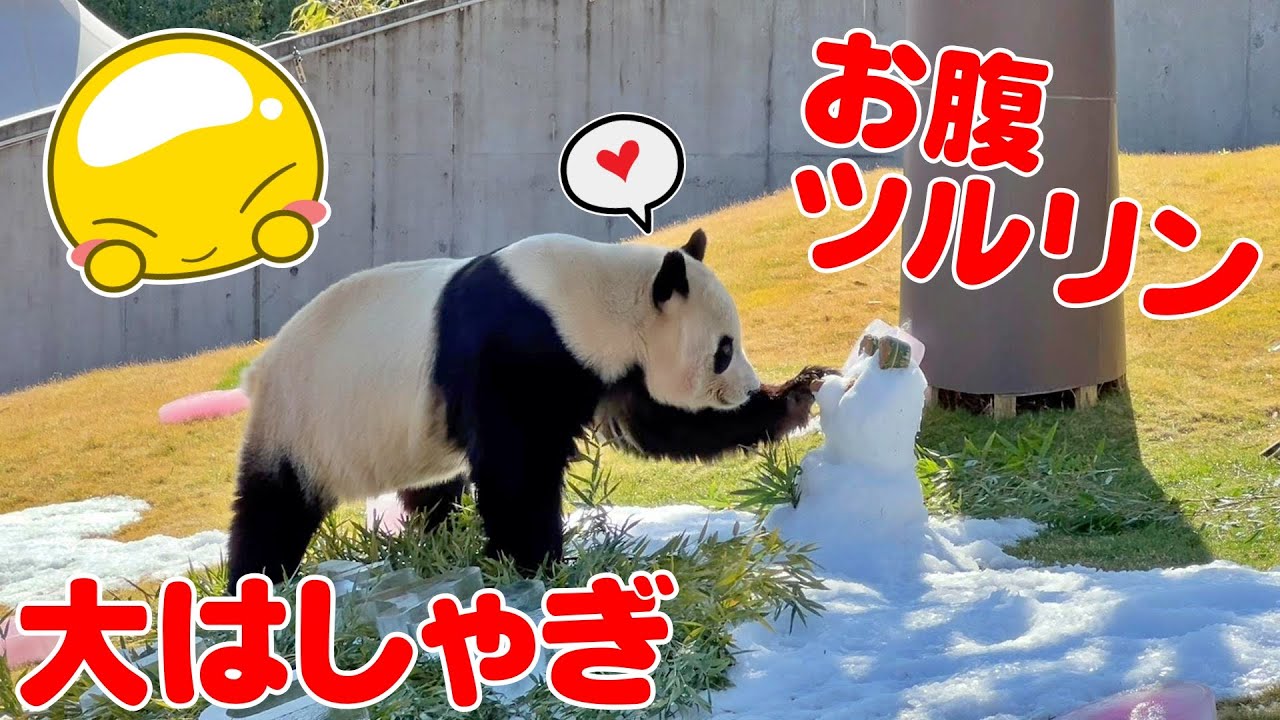 【神イベント🎉】楓浜🐼心配するほど大はしゃぎ❄️💨滑るパンダに爆笑必至🤣💦