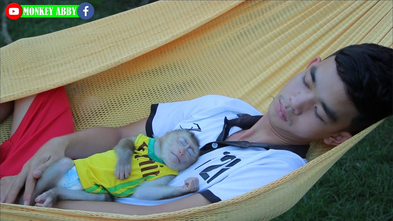 Poor baby monkey sleeping well on Hammock With peace