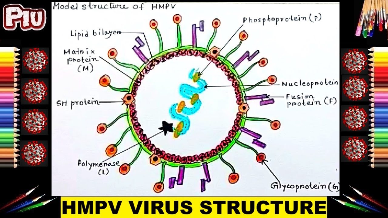 How to Draw the HMPV Virus Structure: Step-by-Step Diagram Tutorial /  Human Metapneumovirus Model