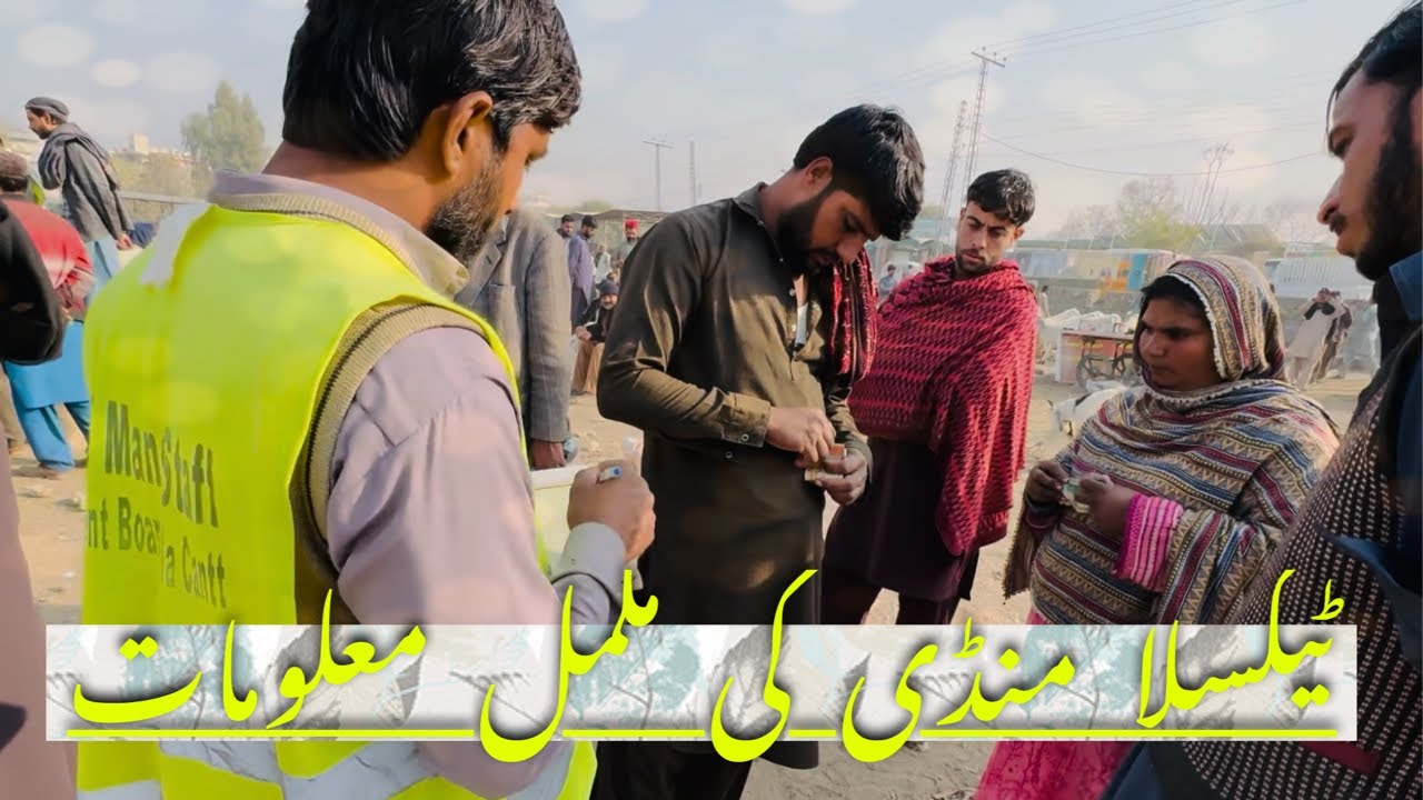 Texila Mandi  goats full update December 2025