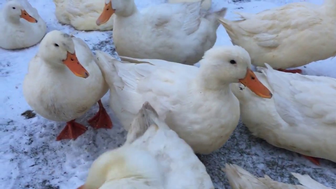 Smutsiga Vinter ankor.