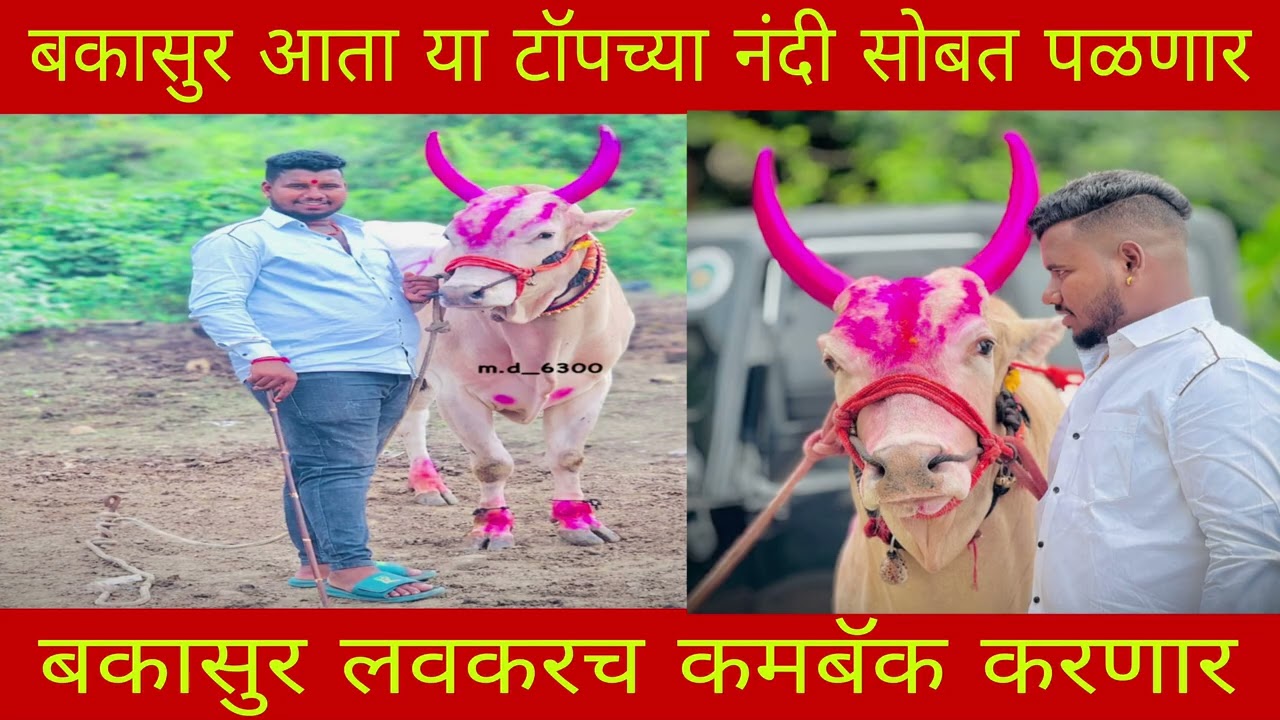 बकासुर आता या टॉपच्या नंदी सोबत पळणार लवकरच कमबॅक करणार बकासुर