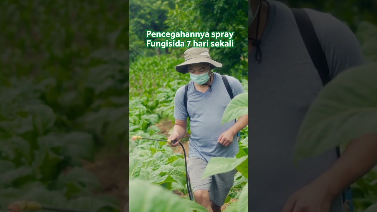 Cara Ampuh Atasi Busuk Tanaman 🌱 #bisatani #busukbatang #busukdaun