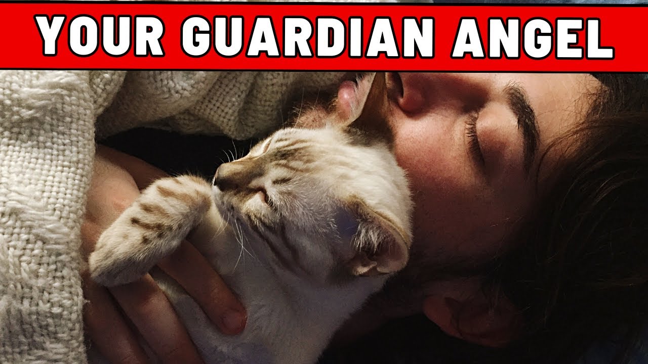 Why Your Cat Is MORE THAN A PET! - The SPIRITUAL GUARDIAN in Your Home