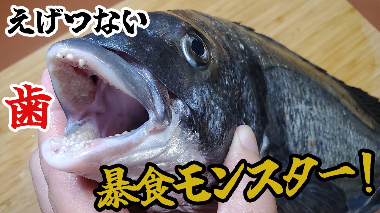 漁業被害がヤバい！えげつない歯と食欲の暴食モンスターを釣って食べる