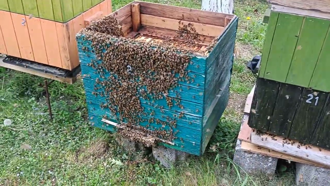 23/2022# Początek sezonu rojowego! Pszczoły chciały nawiać mi za plecami!