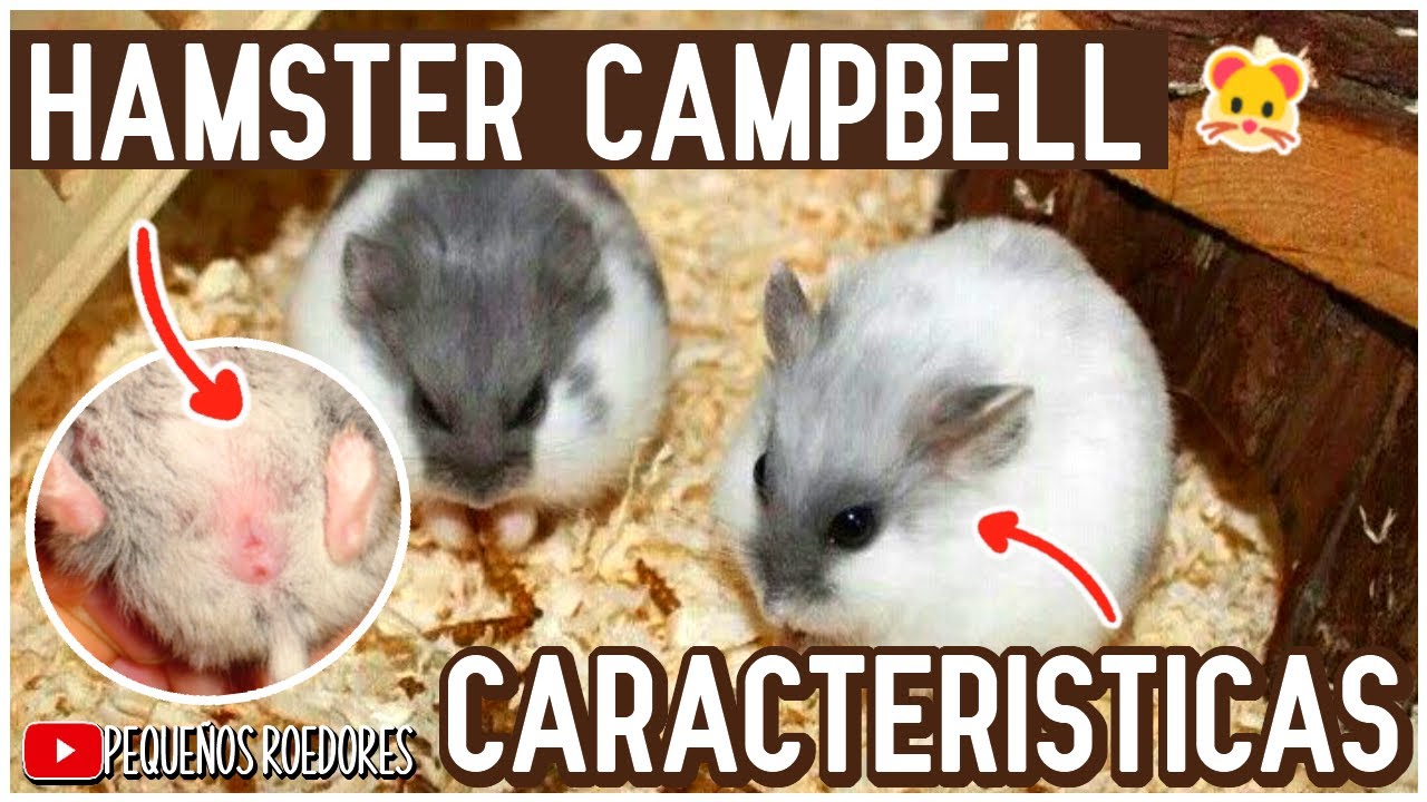 EL HAMSTER CAMPBELL 🐹