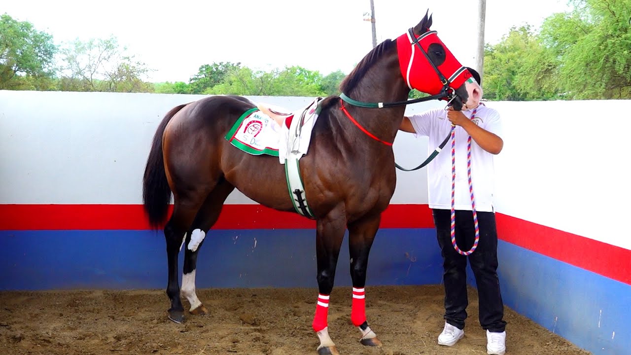 Rey de Reyes 300 yardas