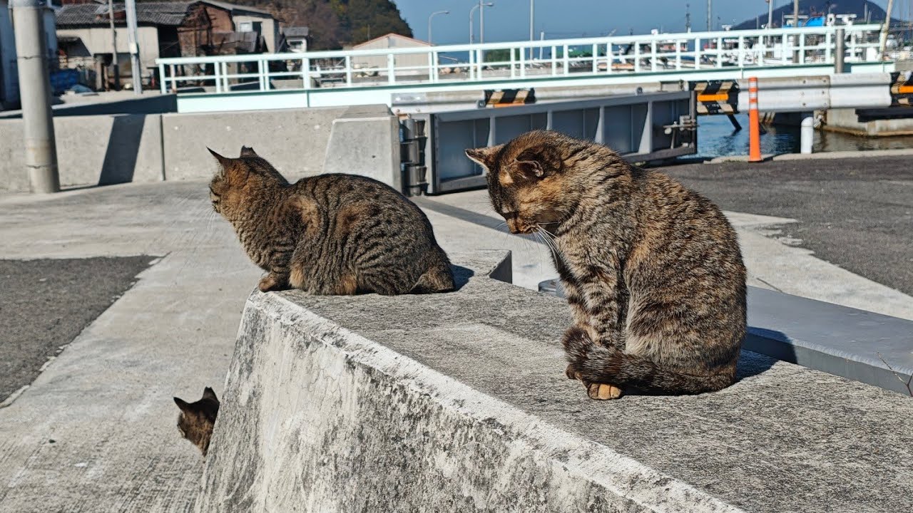 感動猫動画 のライブ配信
