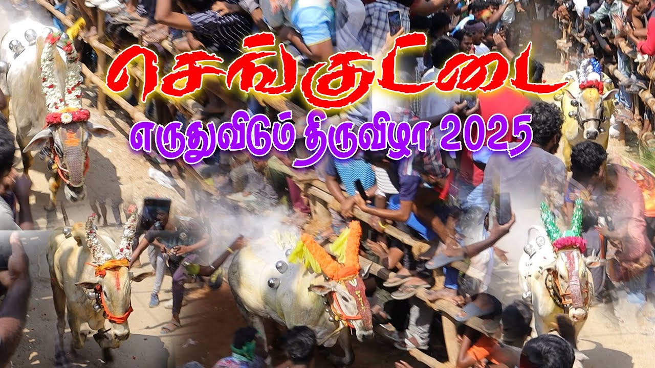 செங்குட்டை எருதுகட்டு 26-02-2025 | Top Bulls at Senguttai Eruthukattu 2025