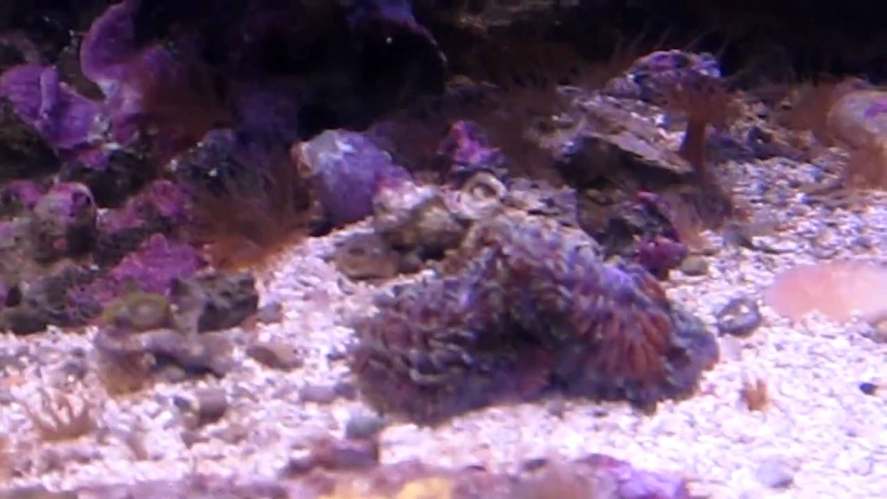 100 gal Reef Tank