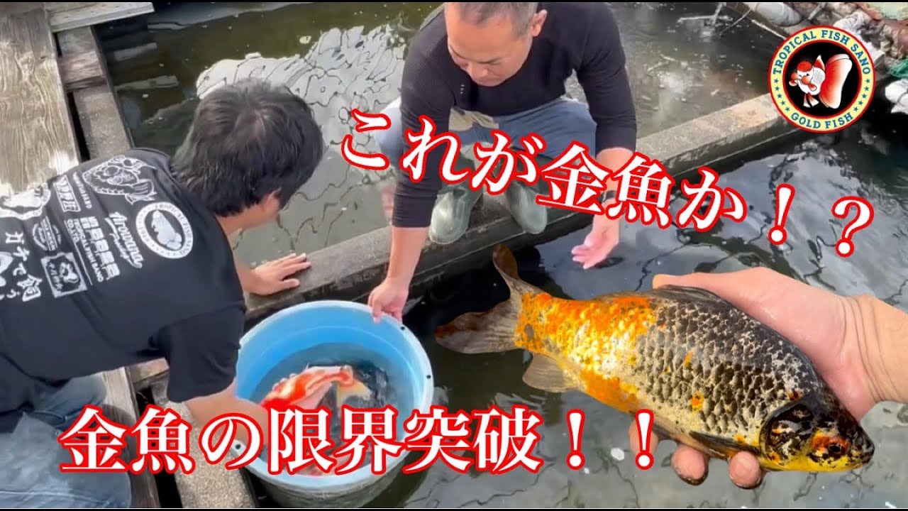 【九州金魚買付】異常な大きさ46.5センチの巨大金魚も登場！！本気の現地セレクト！！【前編】トロピカルフィッシュ佐野　