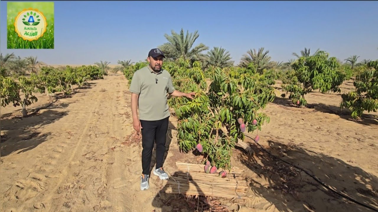 تحميل مانجو الناعومي علي نخيل المجدول مزرعة من أرض الواقع  #الوادي_الجديد #agriculture #الفرافرة