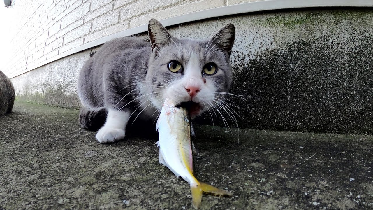 Кошки ловящие рыбу окружены многими кошками