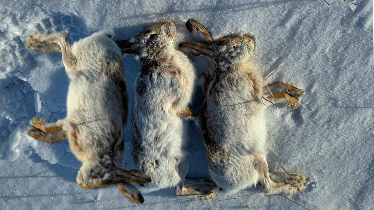 Охота на зайца по свежему снегу 2026 #hunting #охота #охотаназайца #huntingseason