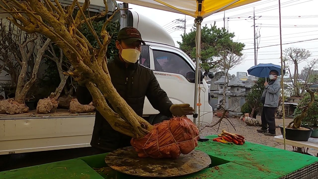 고창 예나원 경매장 21.3.27 토요경매8 #매주(토,일)오전11시경매# 010 3671 5400 고창군 고창읍 녹두로1033 HP주유소(전북대 고창캠퍼스 앞)