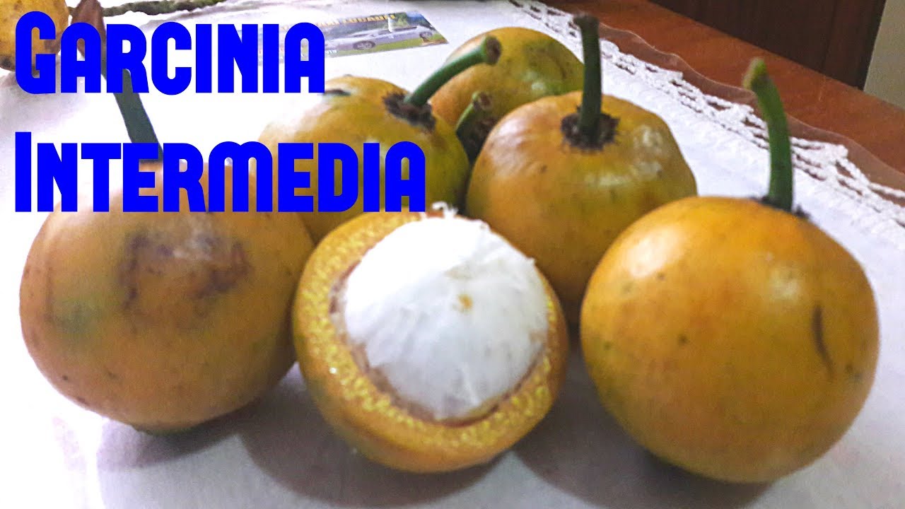 Garcinia Intermedia Review - Weird Fruit Explorer Ep. 206