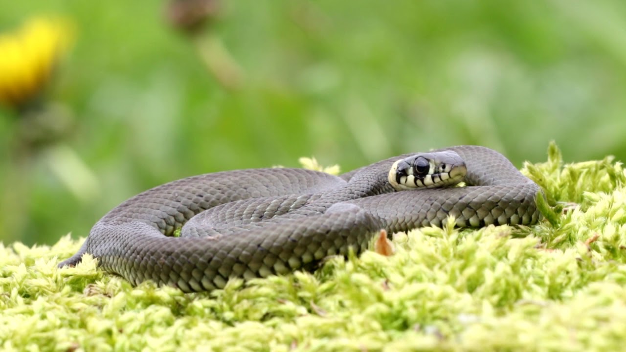 Plazia sa Slovenskom - 9. diel užovka obojková - Natrix natrix