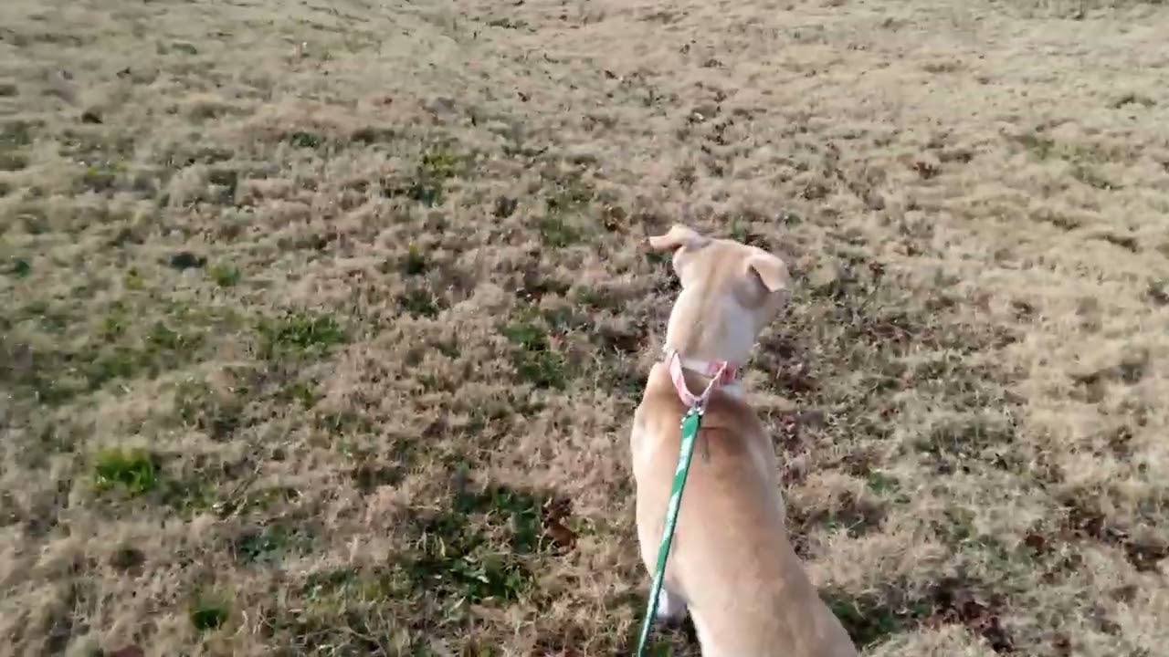 4 days vacation break for shelter dog part 2