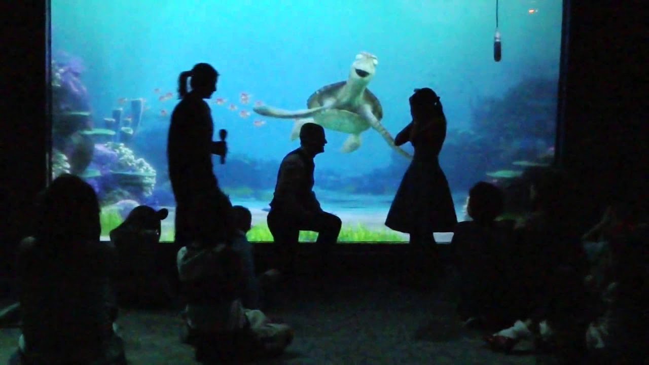 Proposing at Turtle Talk!