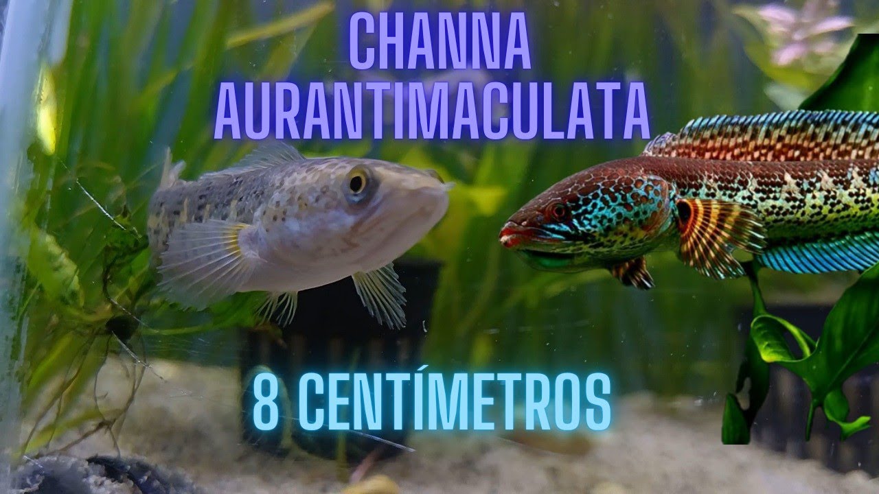 Les muestro mi channa aurantimaculata