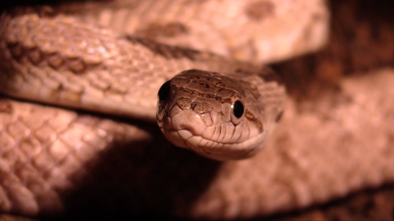 Portrait de la Pantherophis obsoletus