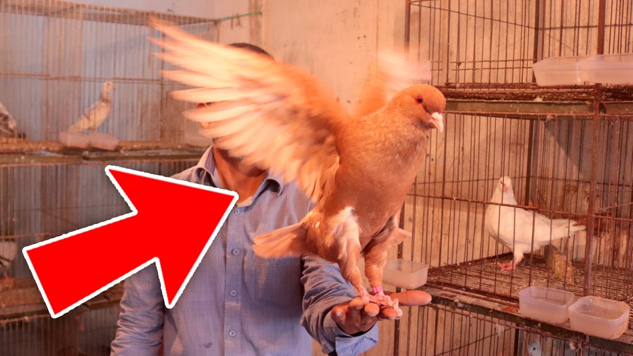 কবুতর পালনকারীদের জন্য শিক্ষনীয় একটি ভিডিও | Pigeon Breeding Tips | Beautiful Fancy Pigeon Farm