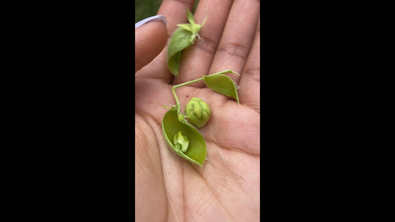 Chickpea 100 Day Life Cycle!