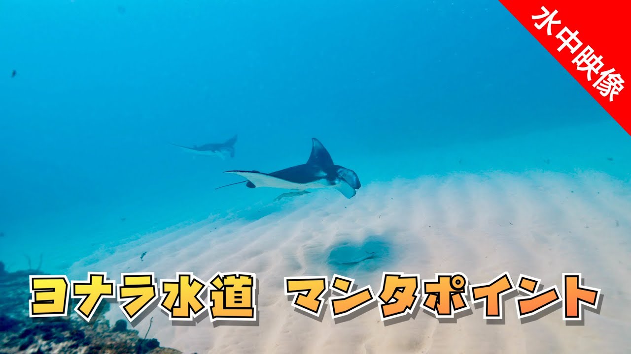 【水中映像】優雅に泳ぐヨナラ水道のマンタ