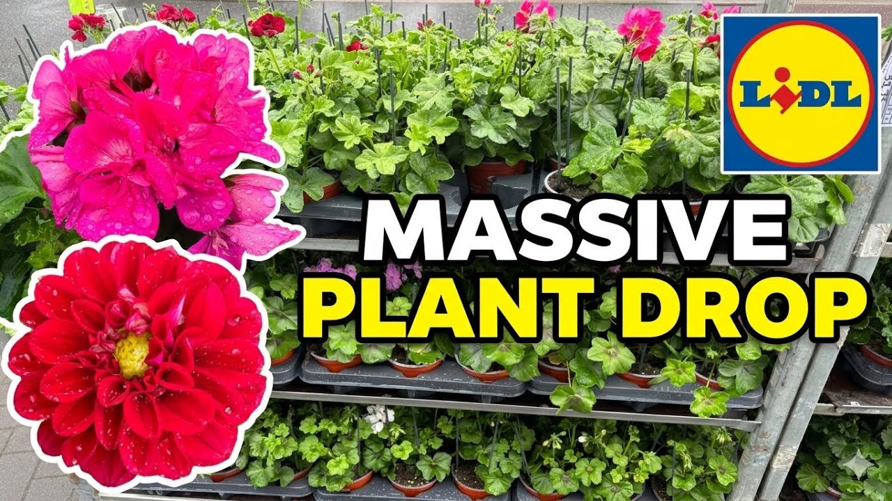 NEW IN! Lidl&rsquo;s BIGGEST Plant Drop of 2026! 🌸 April 16th Tour