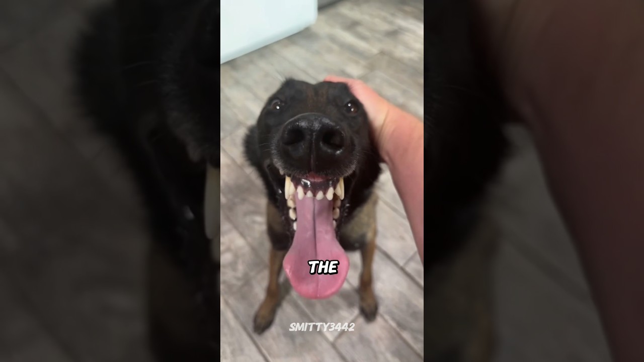 Meet the Belgian Malinois 🐕 #belgianmalinois #belgianshepherd #belgianmalinoispuppy