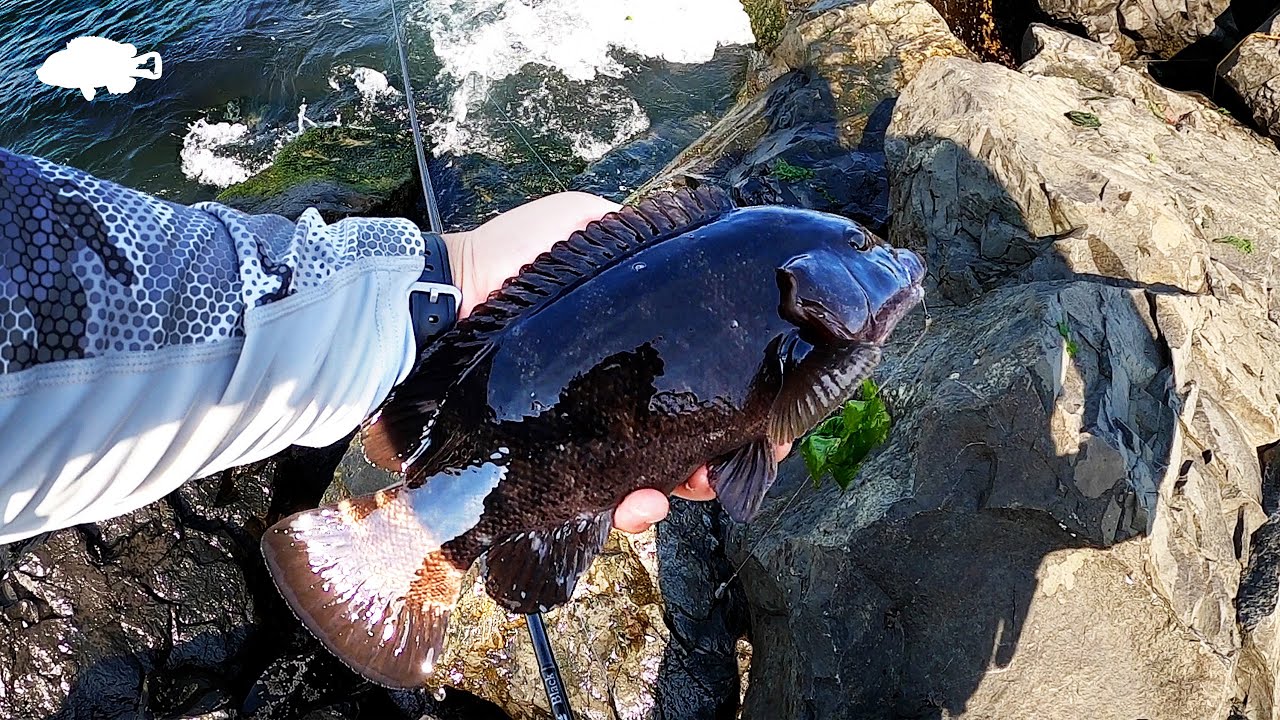 Tautog Fishing with Sand Fleas at the Jetty
