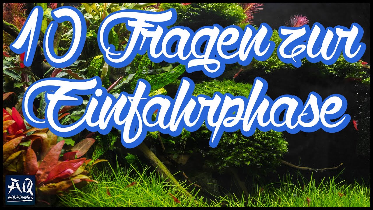 Die 10 häufigsten Fragen zur Einfahrphase im Aquarium | AquaOwner