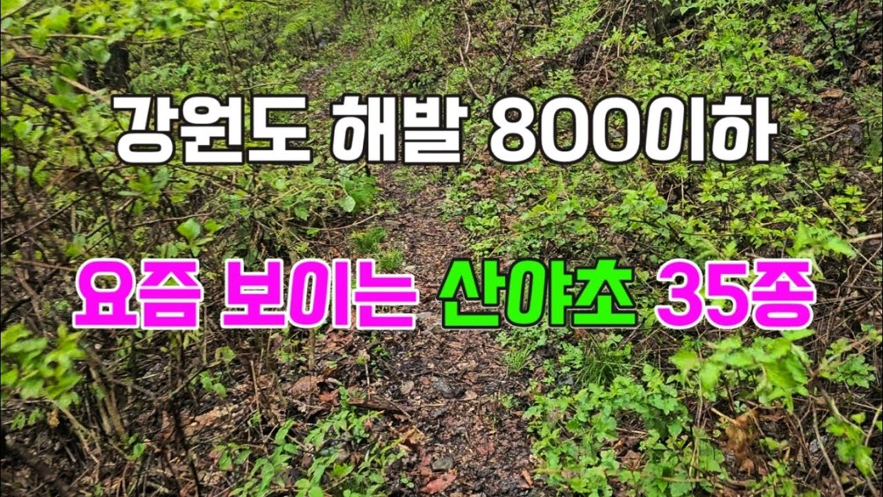 강원도 해발 800이하 등산로주변 산야초 탐방