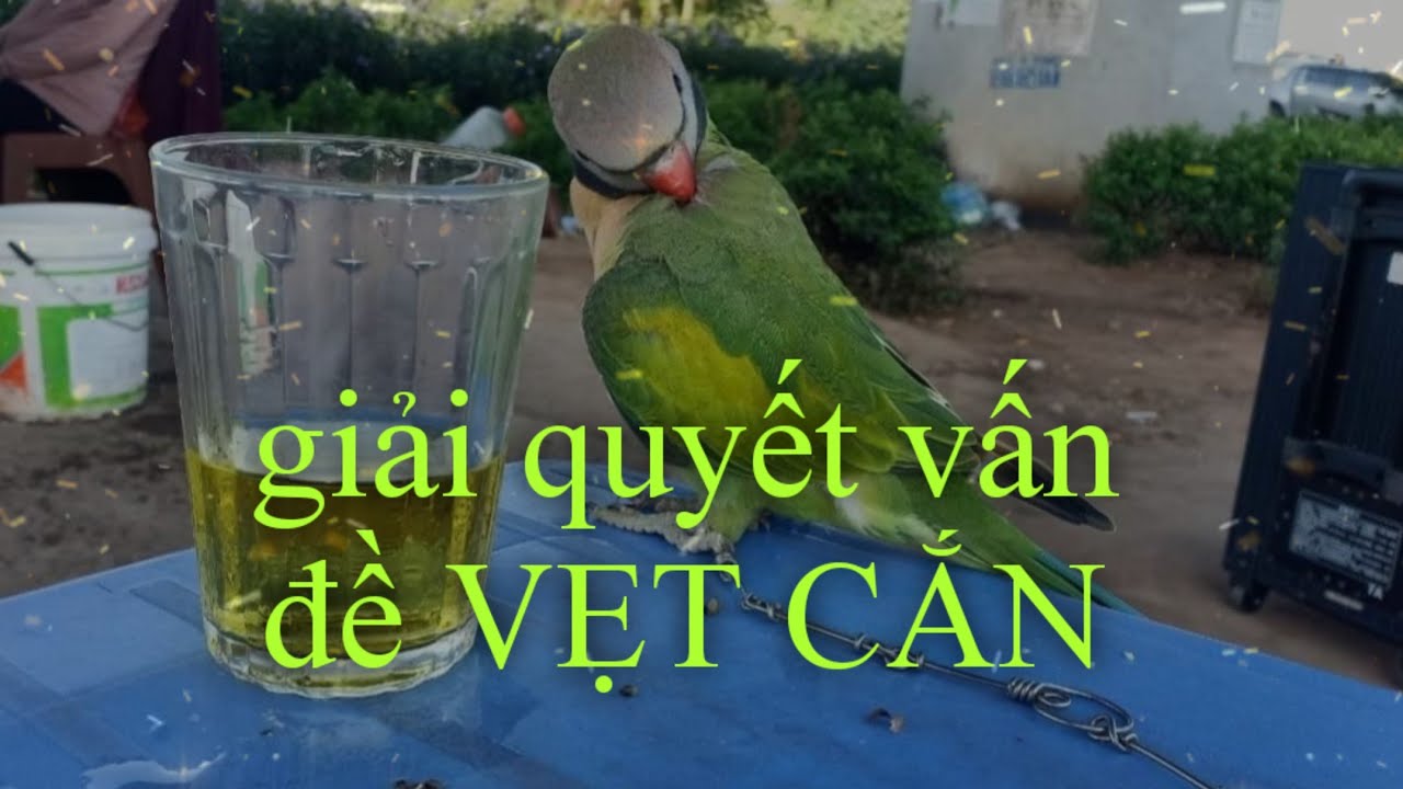 Cách Giải Quyết Vấn  Đề Vẹt CẮN.