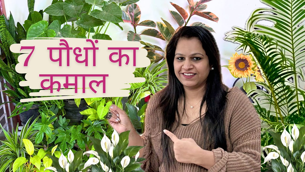 इन पौधों से करें घर की हवा शुद्द और सजायें घर भी | 24 घंटे में 87% तक घर की हवा साफ़ करें ये 7 पौधे