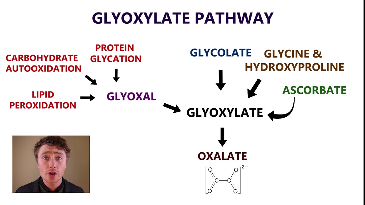 Is your body producing too much oxalate? Oxidative Stress, Thiamine, and B6 Deficiency