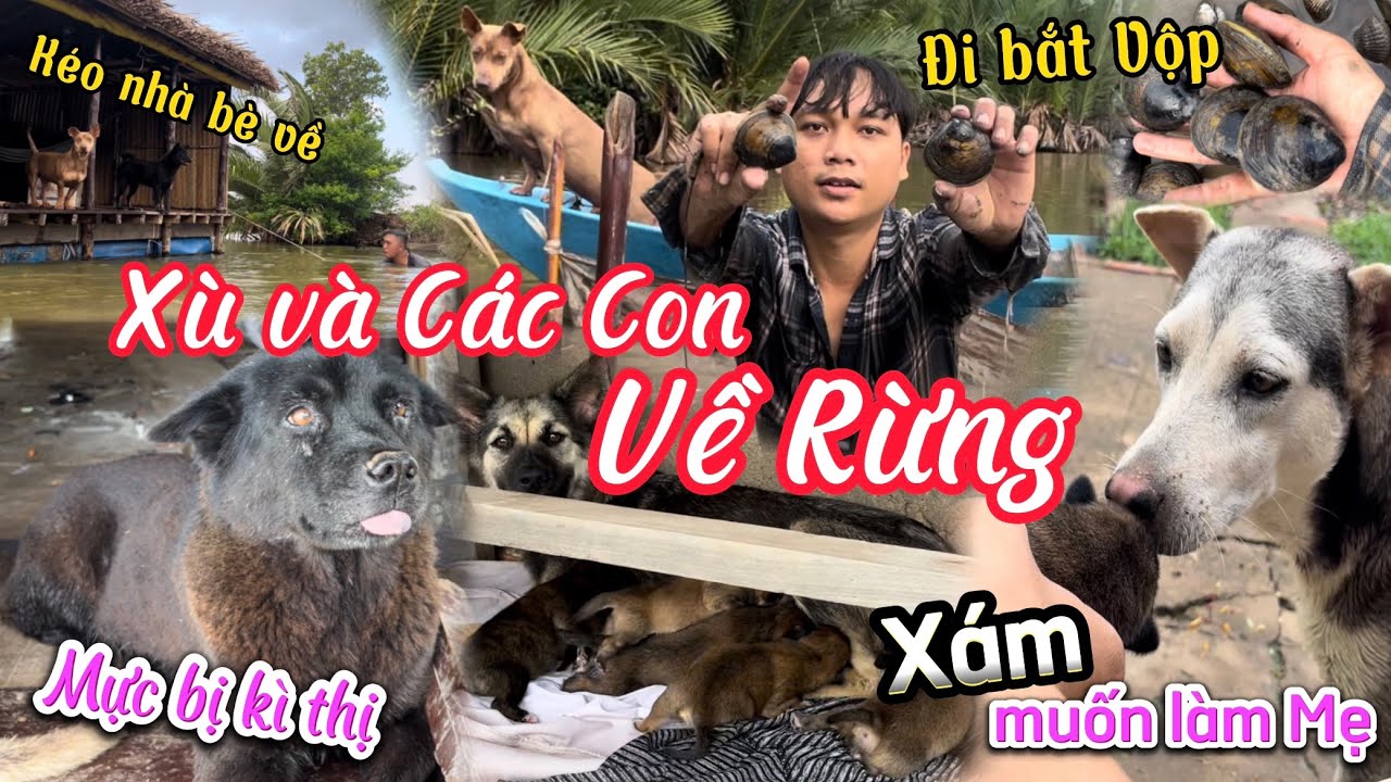 Út Xù Cùng Đàn Con Trở Về Rừng - Mực Già Bị Kì Thị - Anh Sen Bắt Vộp Ăn Mừng