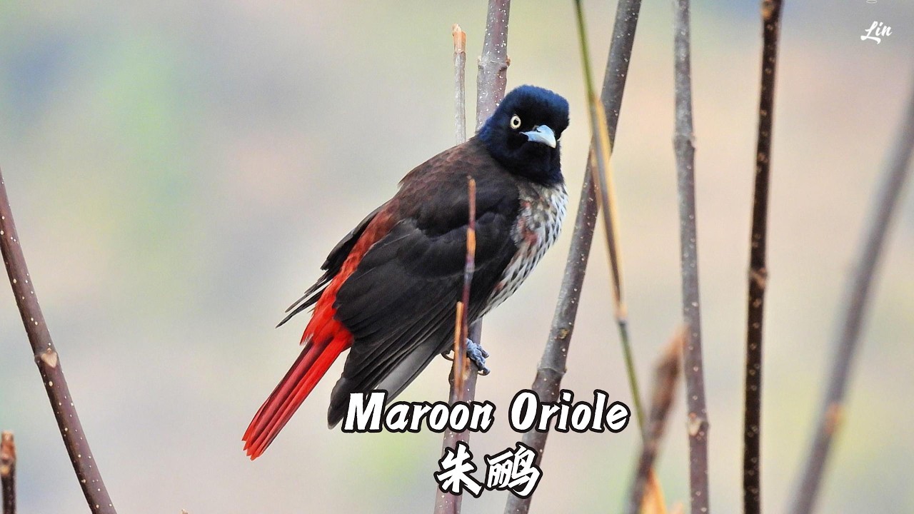 Maroon Oriole