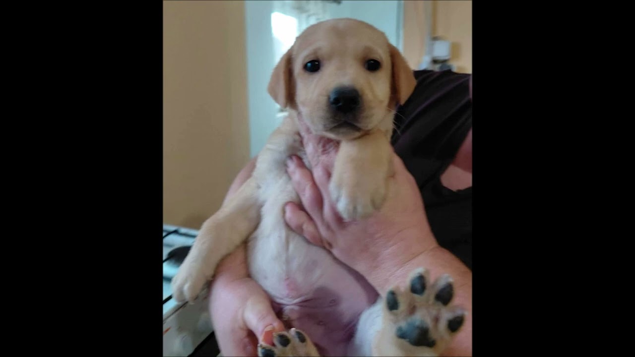 Balu sucht ein Zuhause!