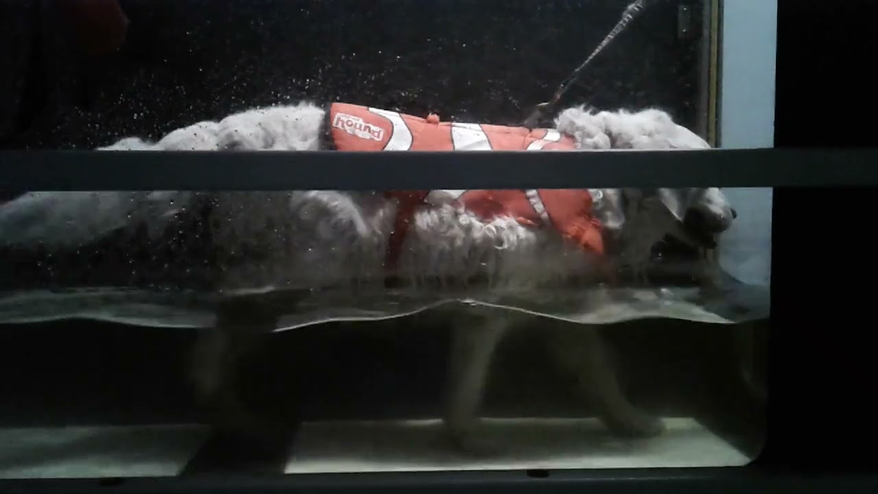 Harley D Underwater Treadmill 