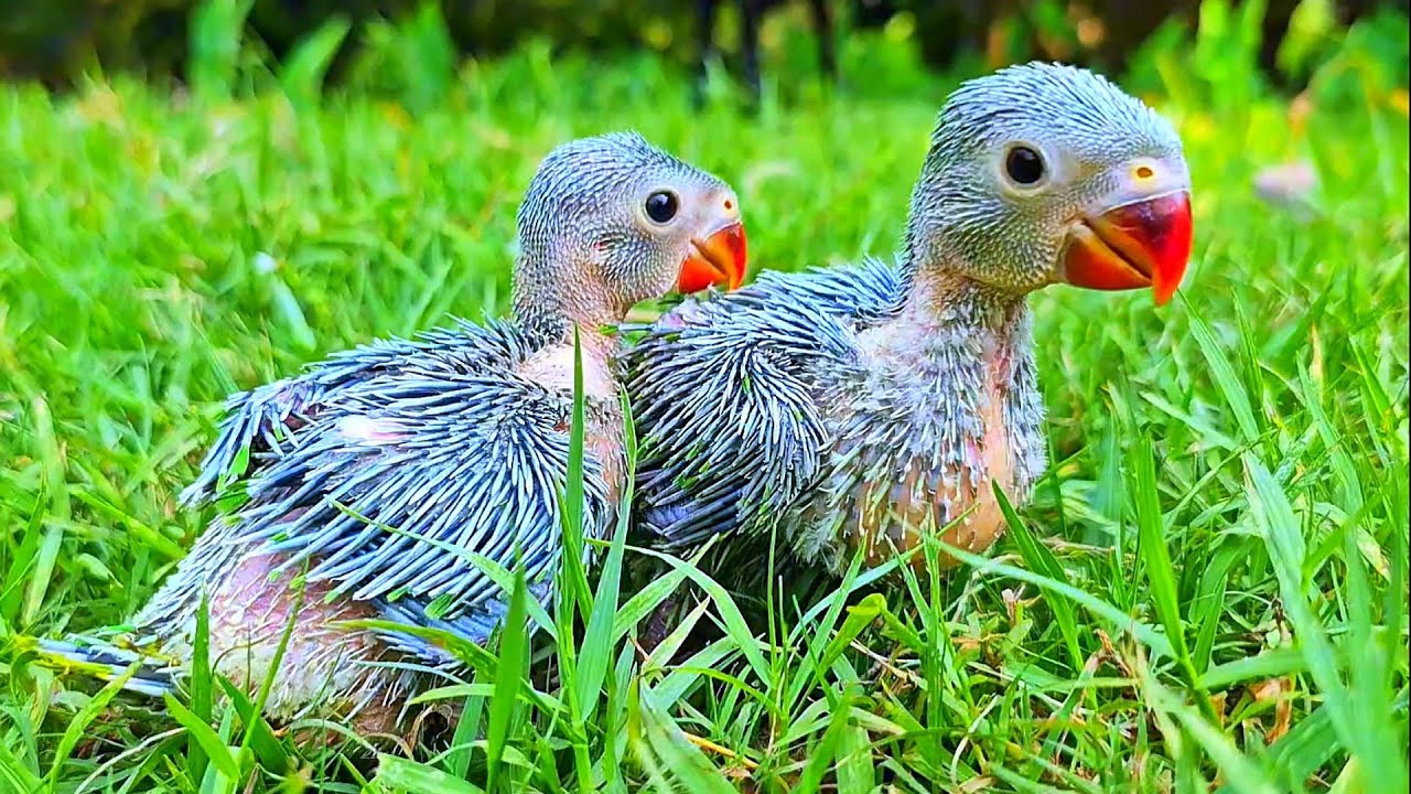 Baby Parrot Sounds