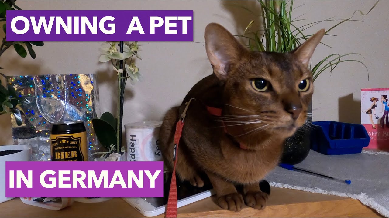 All you need to know about having pets in Germany