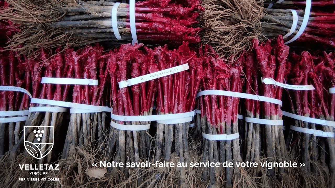 Présentation Velletaz Groupe - Pépinière viticole familiale