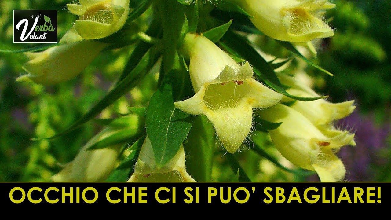 VERBA VOLANT - Digitalis lutea