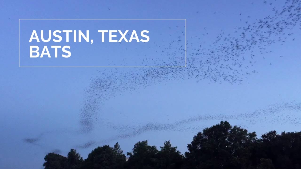Millions of bats take flight over downtown Austin, Texas