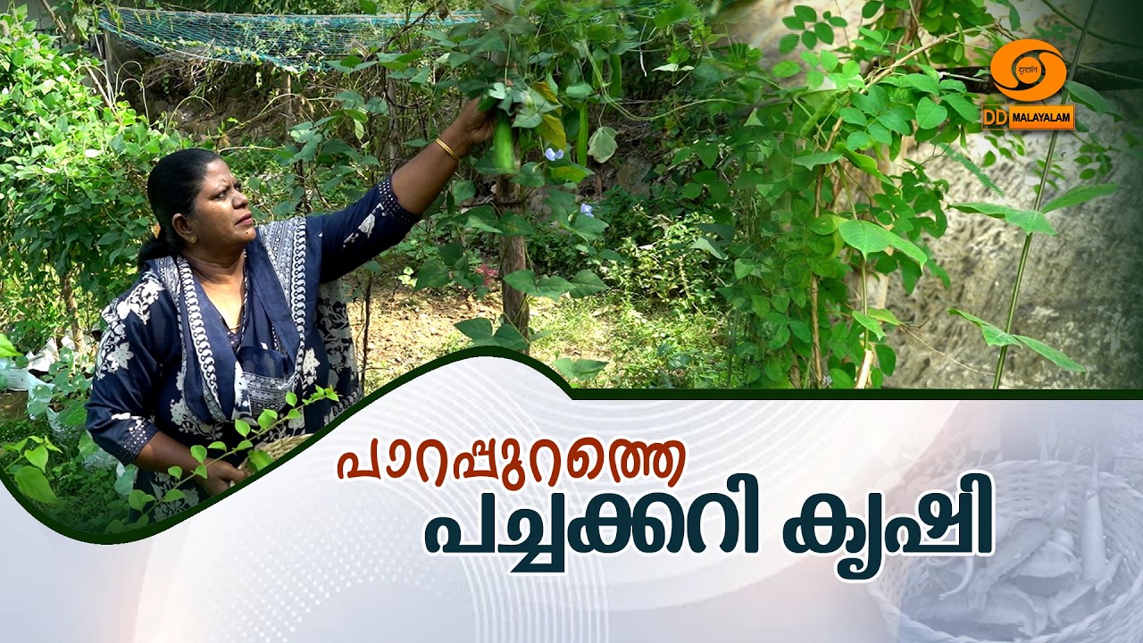 പാറപ്പുറത്തെ പച്ചക്കറി കൃഷി | Krishidarshan | DD Malayalam | #ddmalayalam #krishidarshan