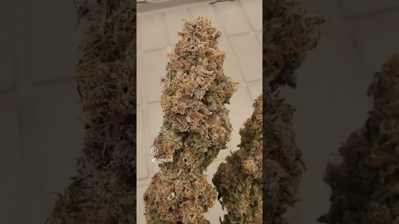 Stomped Berries Pheno hunt Harvest! Terpy highs